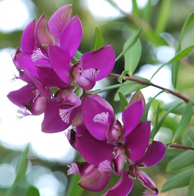 Polygala myrtifolia - polygala nádherná - květenství